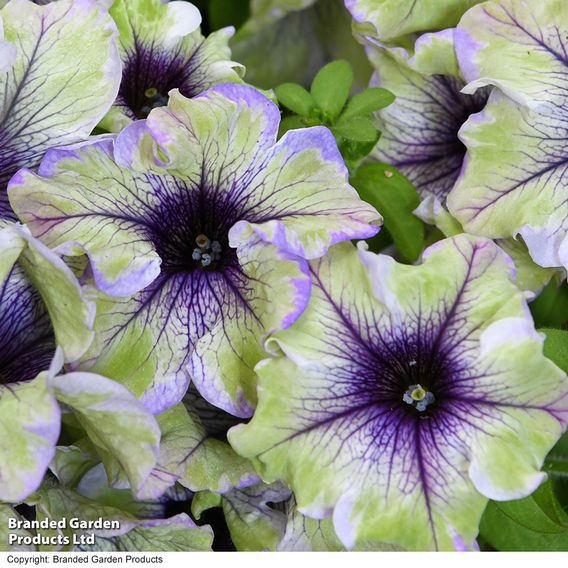 Petunia 'Amazonas Plum Cockatoo'