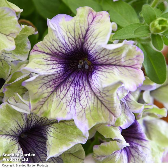 Petunia 'Amazonas Plum Cockatoo'