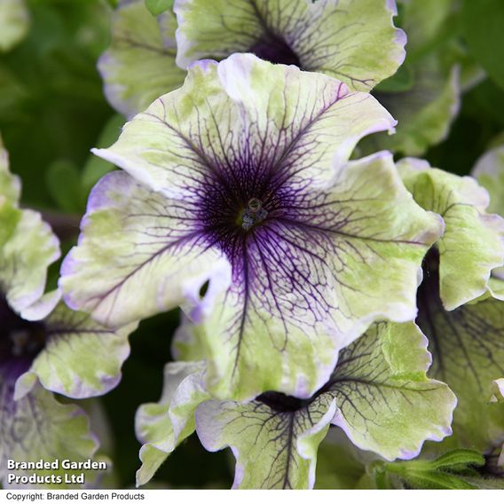 Petunia 'Amazonas Plum Cockatoo'