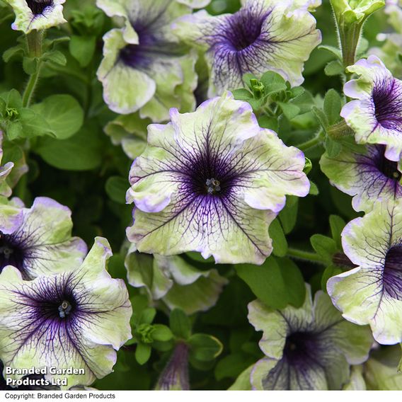 Petunia 'Amazonas Plum Cockatoo'