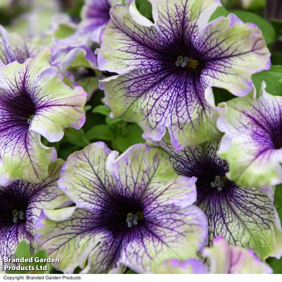 Petunia 'Amazonas Plum Cockatoo'