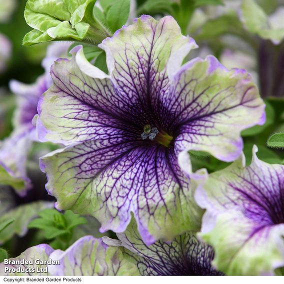 Petunia 'Amazonas Plum Cockatoo'