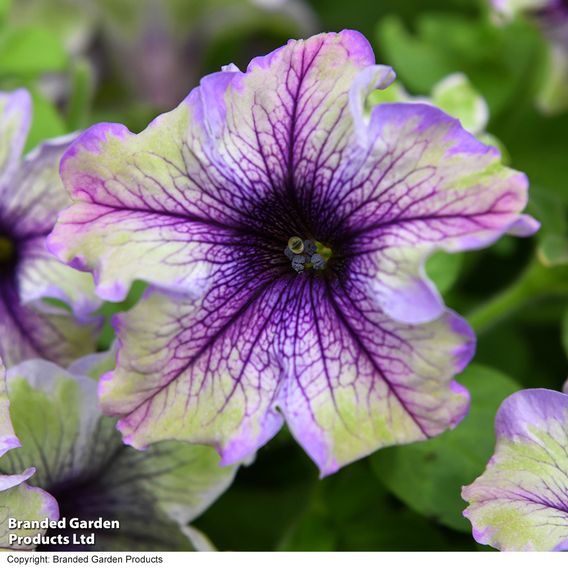 Petunia 'Amazonas Plum Cockatoo'