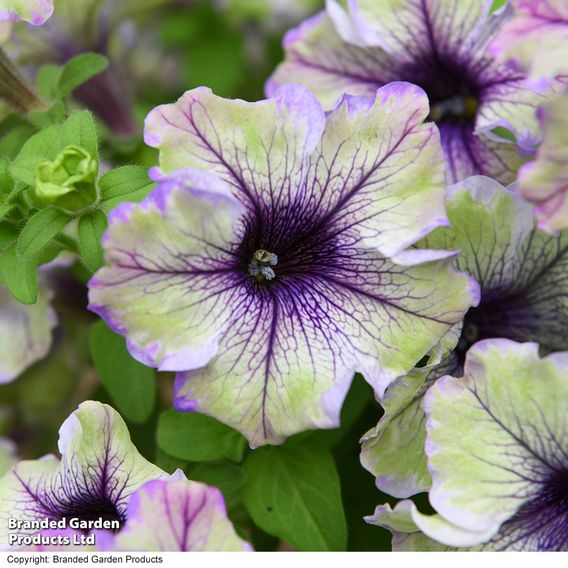 Petunia 'Amazonas Plum Cockatoo'