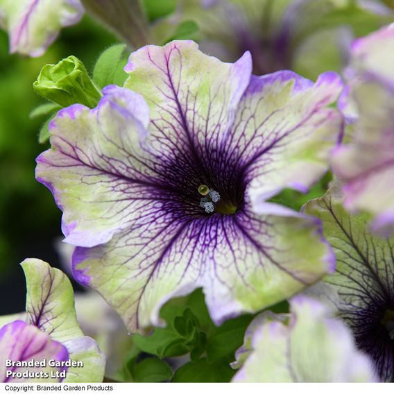 Petunia 'Amazonas Plum Cockatoo'