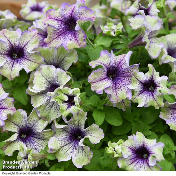 Petunia 'Amazonas Plum Cockatoo'