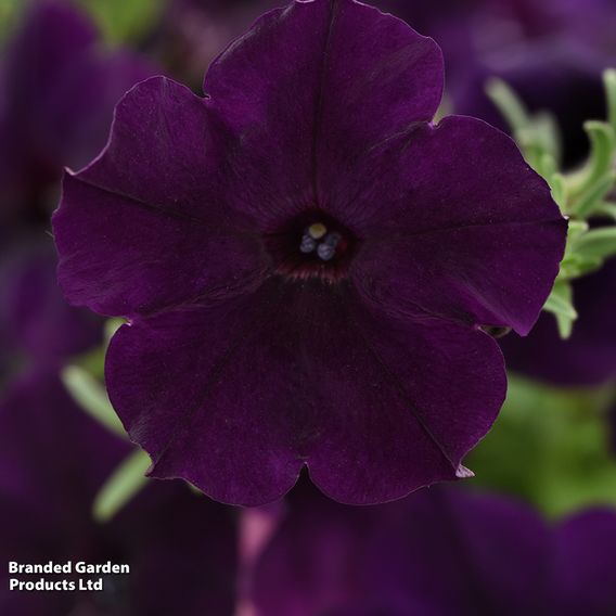 Petunia 'Easy Wave Navy Velour'