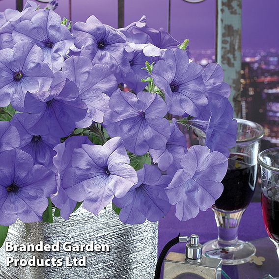 Petunia 'Evening Scentsation'