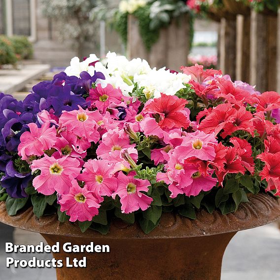 Petunia 'Express Mixed'