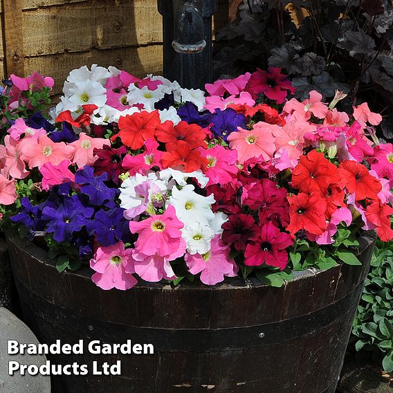 Petunia 'Express Mixed'