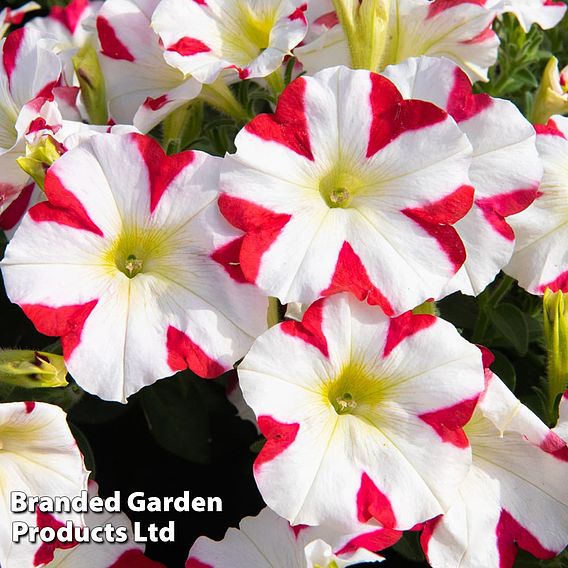 Petunia 'Amore™ King of Hearts'