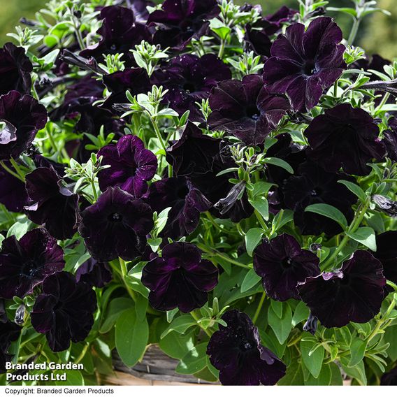 Petunia 'Easy Wave Navy Velour'