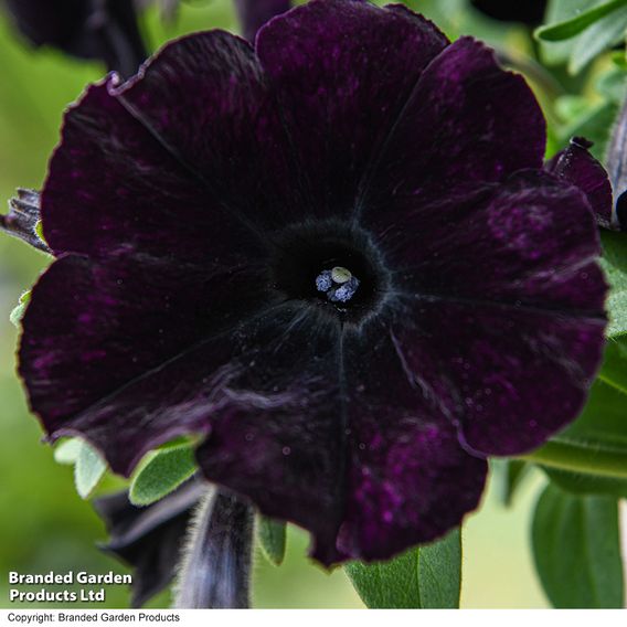 Petunia 'Easy Wave Navy Velour'