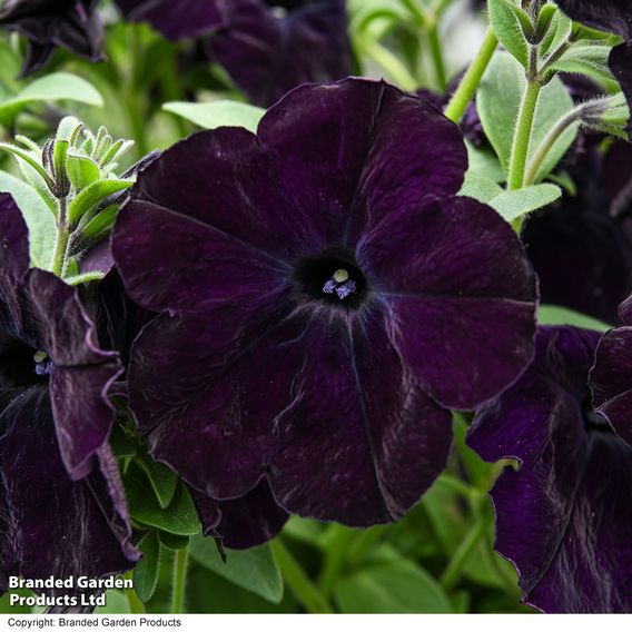 Petunia 'Easy Wave Navy Velour'