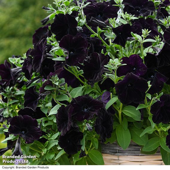 Petunia 'Easy Wave Navy Velour'