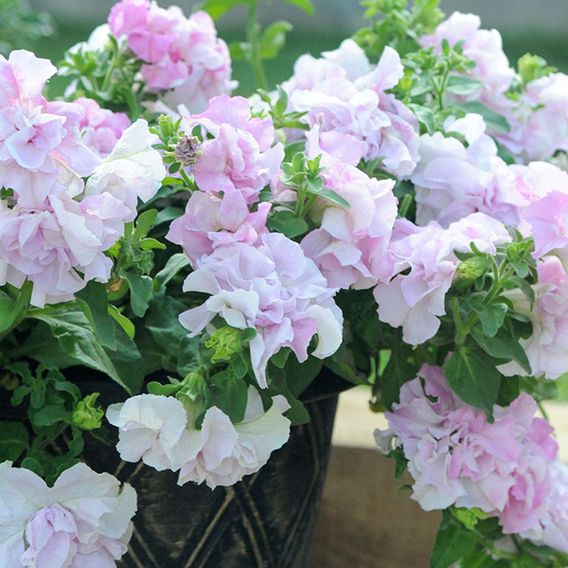 Petunia 'Cascade Orchid Mist' - Seeds