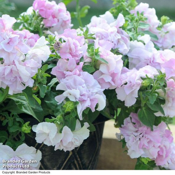 Petunia 'Cascade Orchid Mist' - Seeds