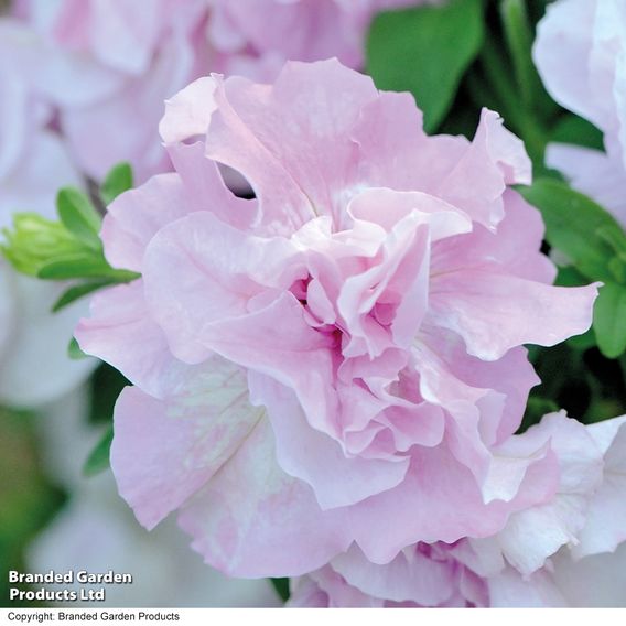 Petunia 'Cascade Orchid Mist' - Seeds