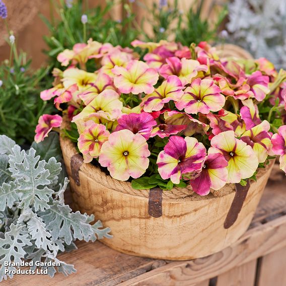 Petunia 'Raspberry Shake'