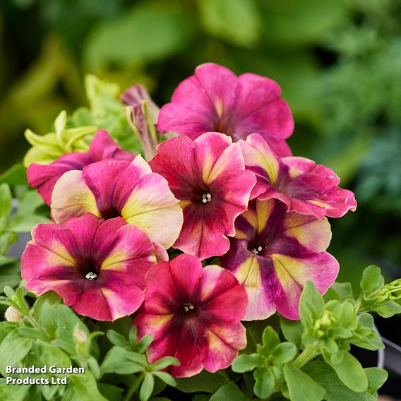 Petunia 'Raspberry Shake'