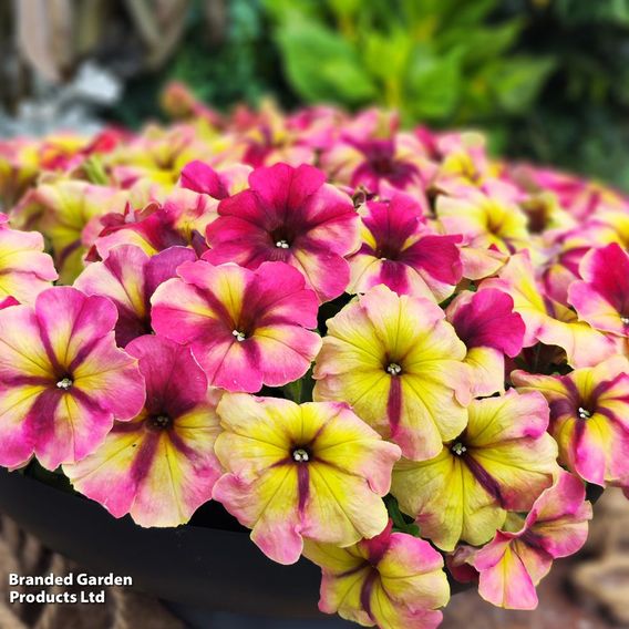 Petunia 'Raspberry Shake'