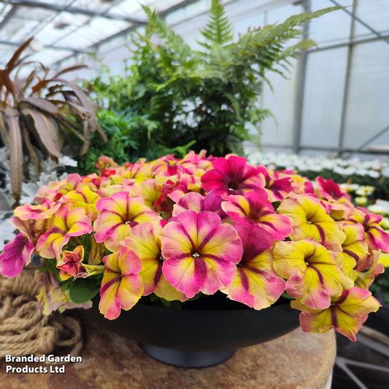 Petunia 'Raspberry Shake'