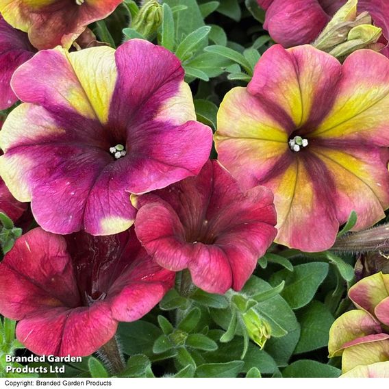 Petunia 'Raspberry Shake'