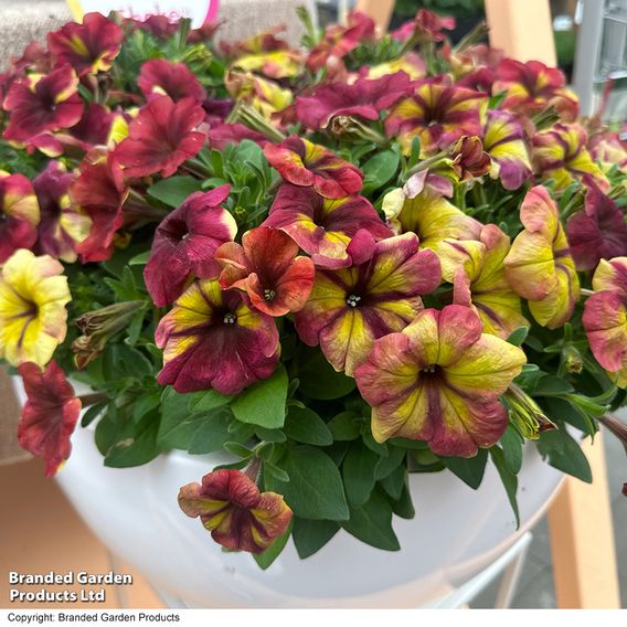 Petunia 'Raspberry Shake'