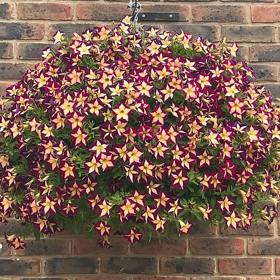 Petunia 'Surfinia Star Burgundy'