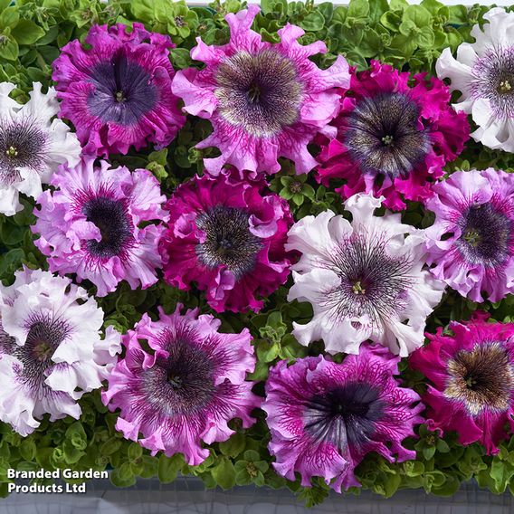 Petunia 'Superbissima Triumph Mix'