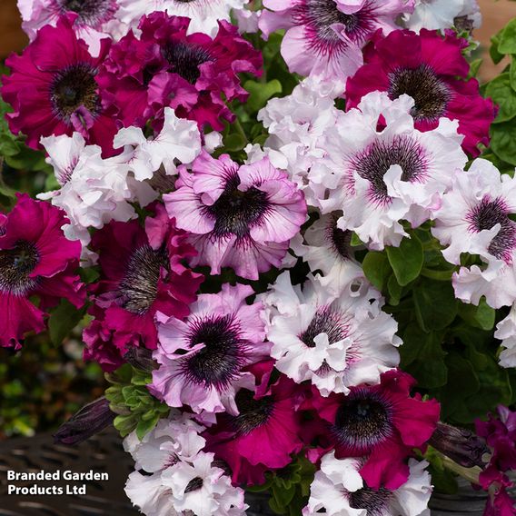 Petunia 'Superbissima Triumph Mix'