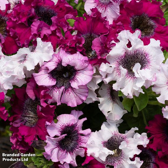 Petunia 'Superbissima Triumph Mix'