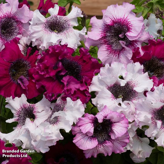 Petunia 'Superbissima Triumph Mix'