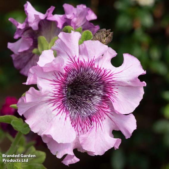 Petunia 'Superbissima Triumph Mix'