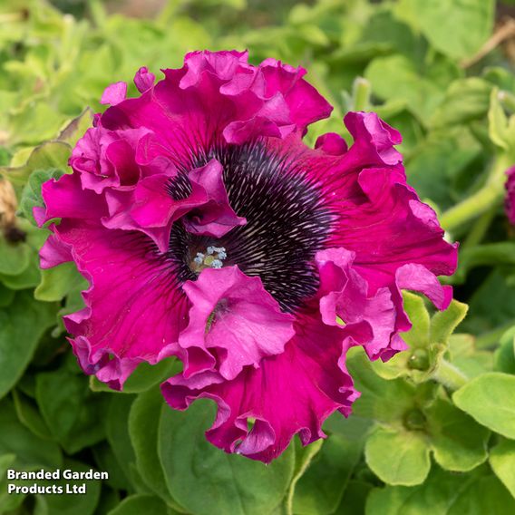 Petunia 'Superbissima Triumph Mix'