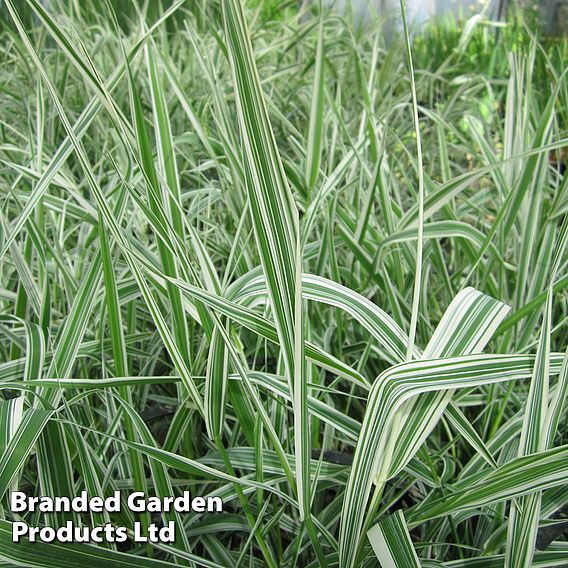 Phalaris arundinacea var. picta (Marginal Aquatic)