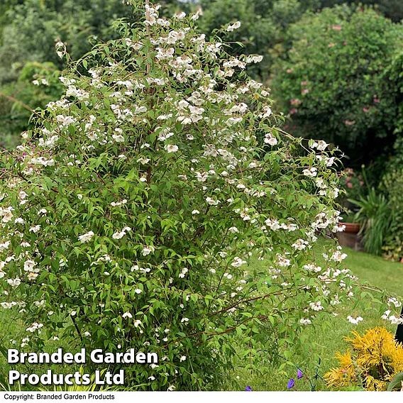 Philadelphus 'Fragrant Falls'