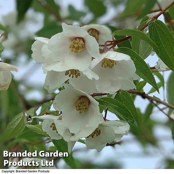 Philadelphus 'Fragrant Falls'