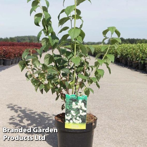 Philadelphus 'Bouquet Blanc'