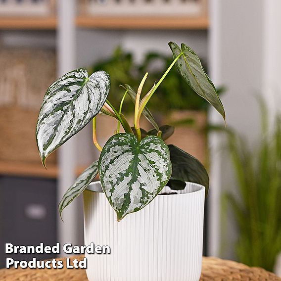 Philodendron brandtianum 'Brandi'