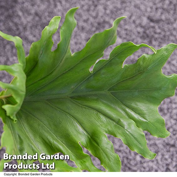 Philodendron bipinnatifidum 'Little Hope'