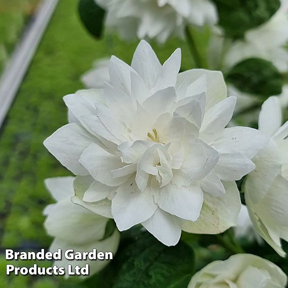 Philadelphus 'Pearls of Perfume'