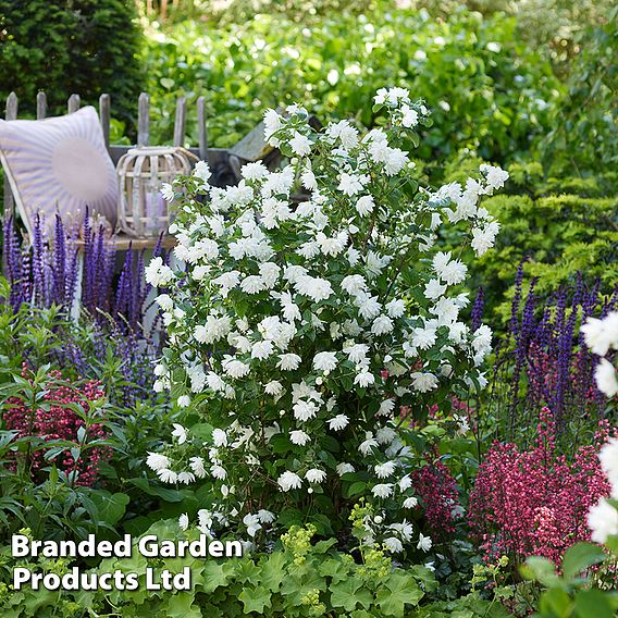 Philadelphus 'Pearls of Perfume'