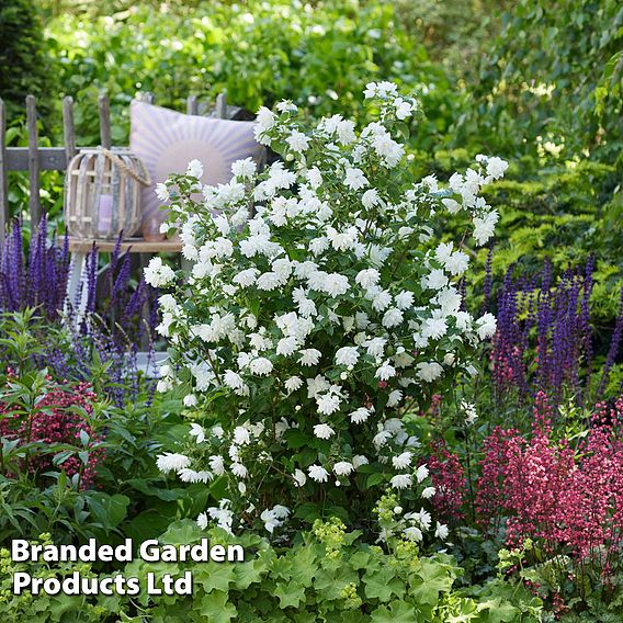 Philadelphus 'Pearls of Perfume'