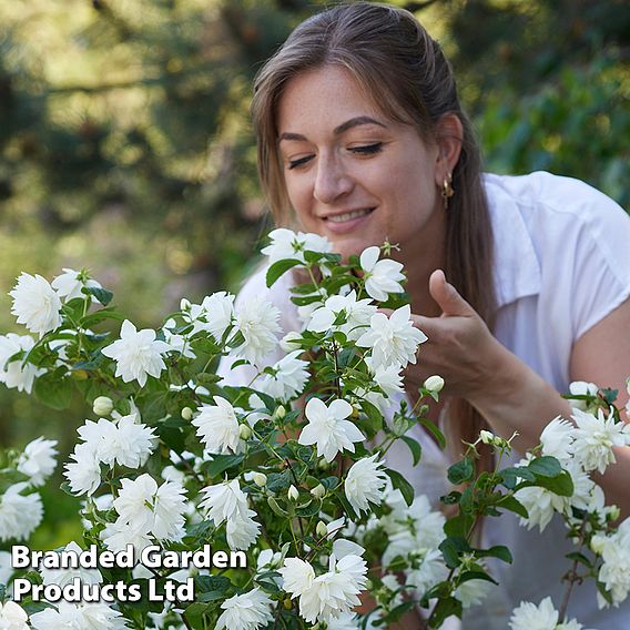 Philadelphus 'Pearls of Perfume'