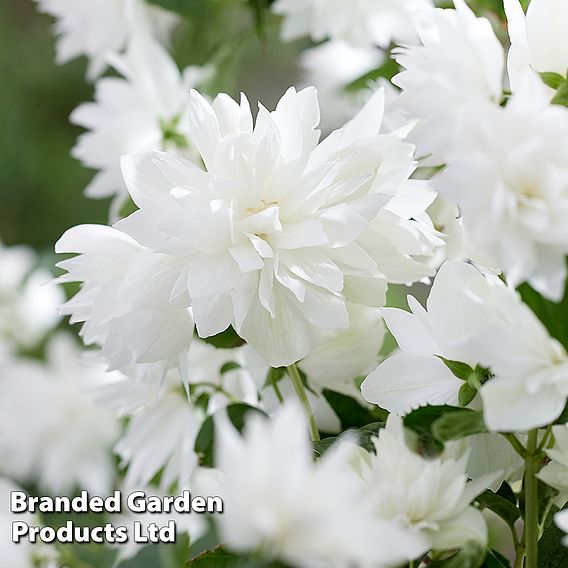 Philadelphus 'Pearls of Perfume'