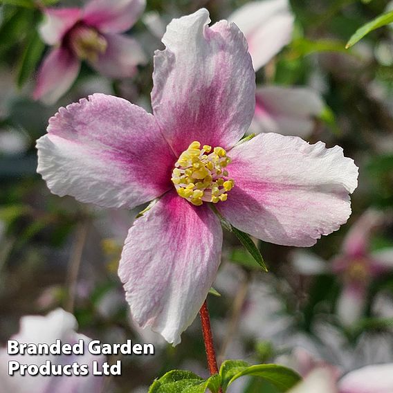 Philadelphus 'Petite Perfume Pink'