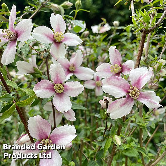 Philadelphus 'Petite Perfume Pink'