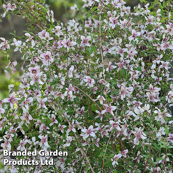 Philadelphus 'Petite Perfume Pink'