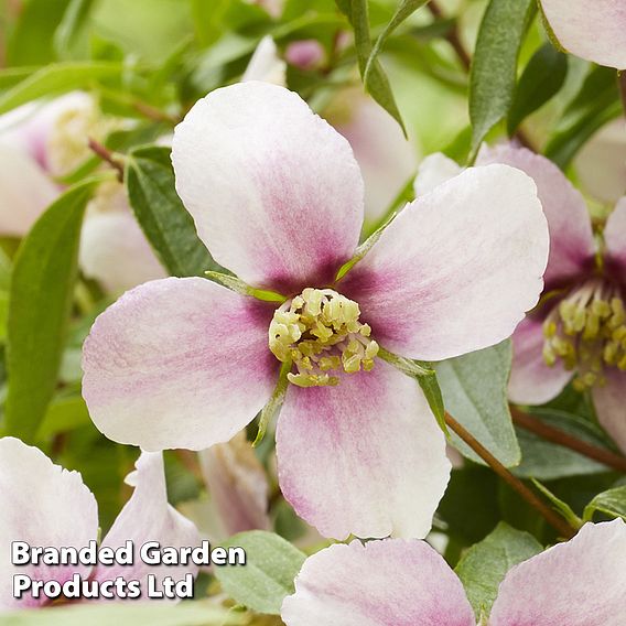 Philadelphus 'Petite Perfume Pink'